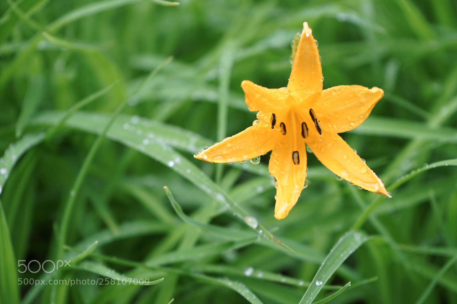 Sony a7 II sample photo. The flower that bloomed photography