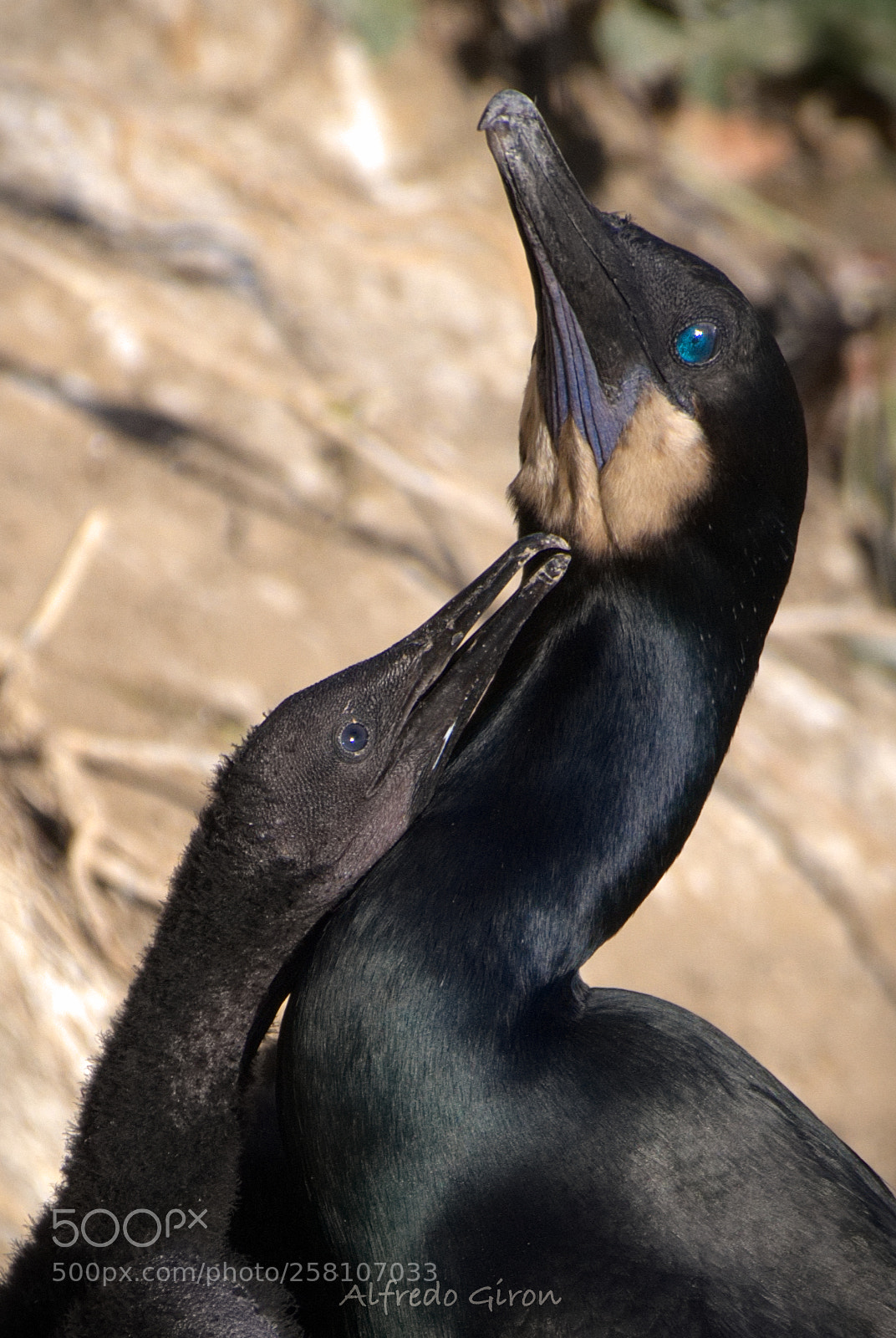 Nikon D500 sample photo. Brandt's cormorant photography