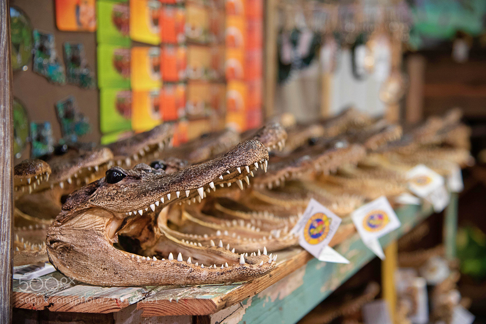 Nikon D750 sample photo. Alligators for sale photography