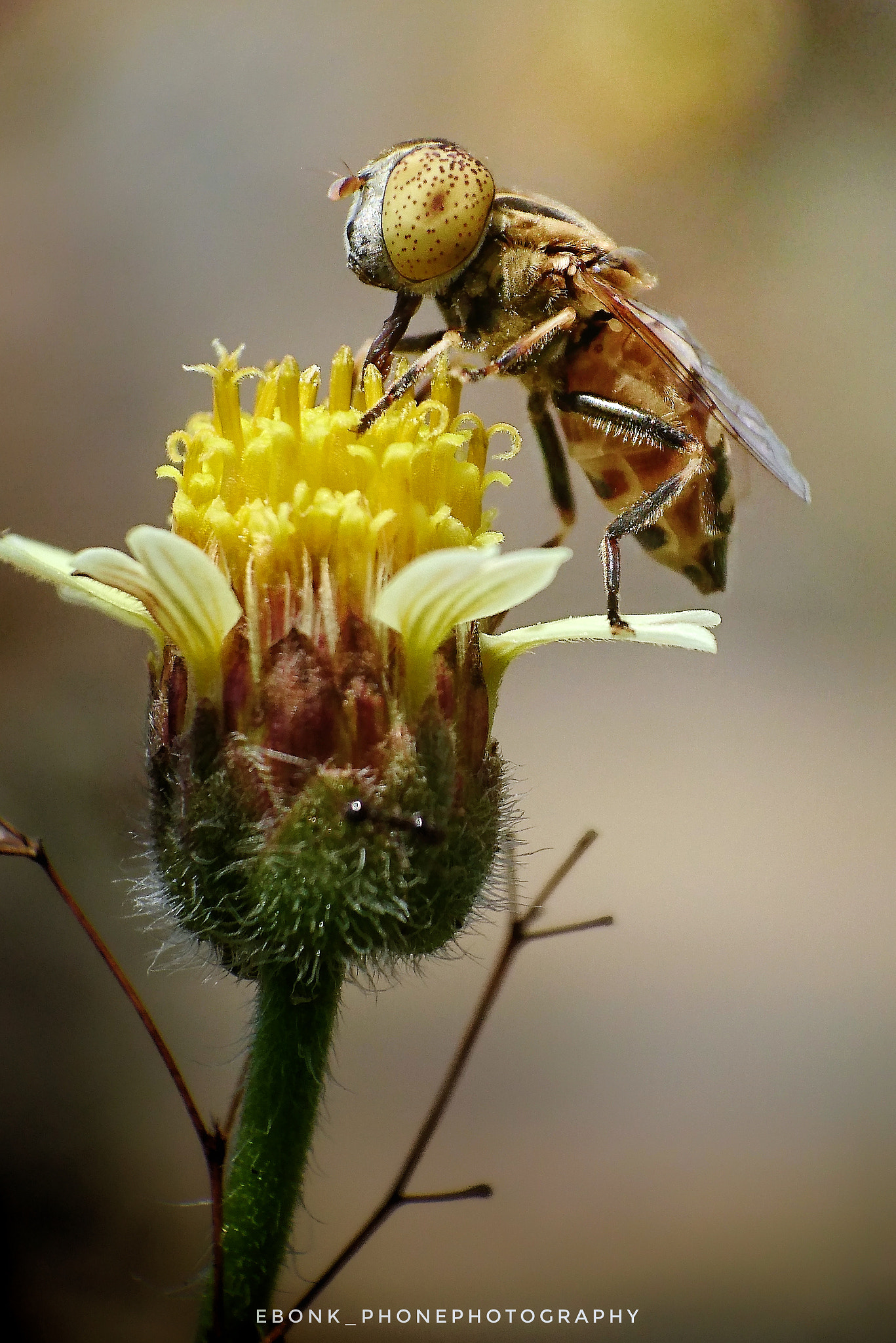 Sony Xperia Z3+ sample photo. Hoverfly photography