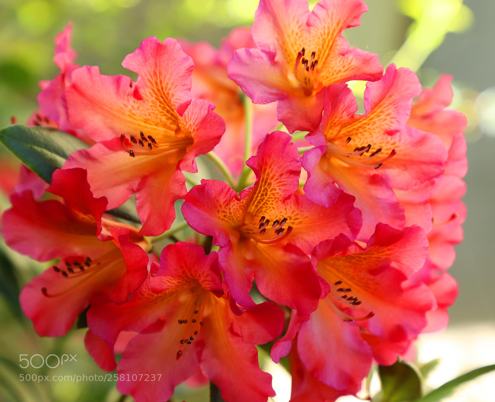 Canon EOS 6D Mark II sample photo. Rhododendron -- 杜鹃 photography