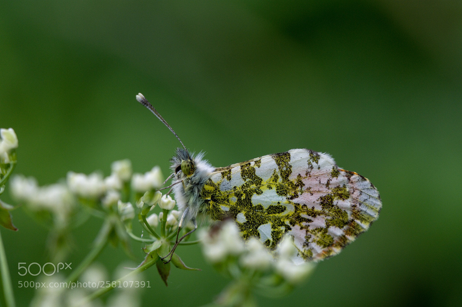 Nikon D7200 sample photo. Orange tip photography