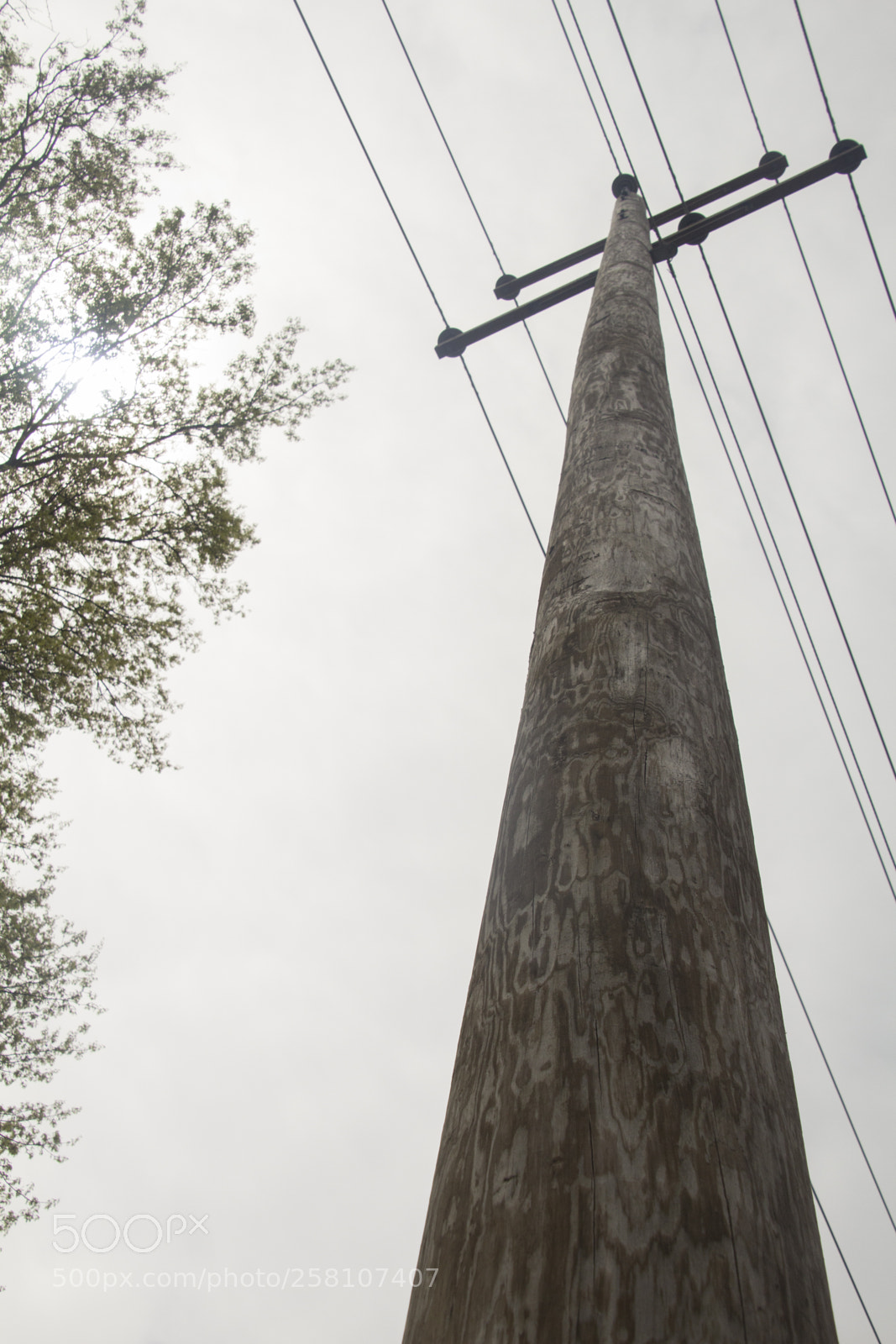 Canon EOS 1200D (EOS Rebel T5 / EOS Kiss X70 / EOS Hi) sample photo. Branches wires and leaves photography