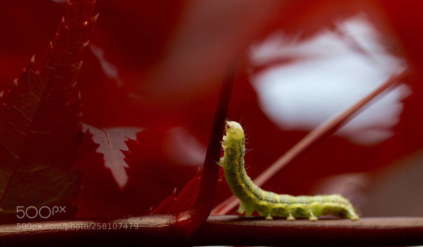 Nikon D500 sample photo. Chenille  photography
