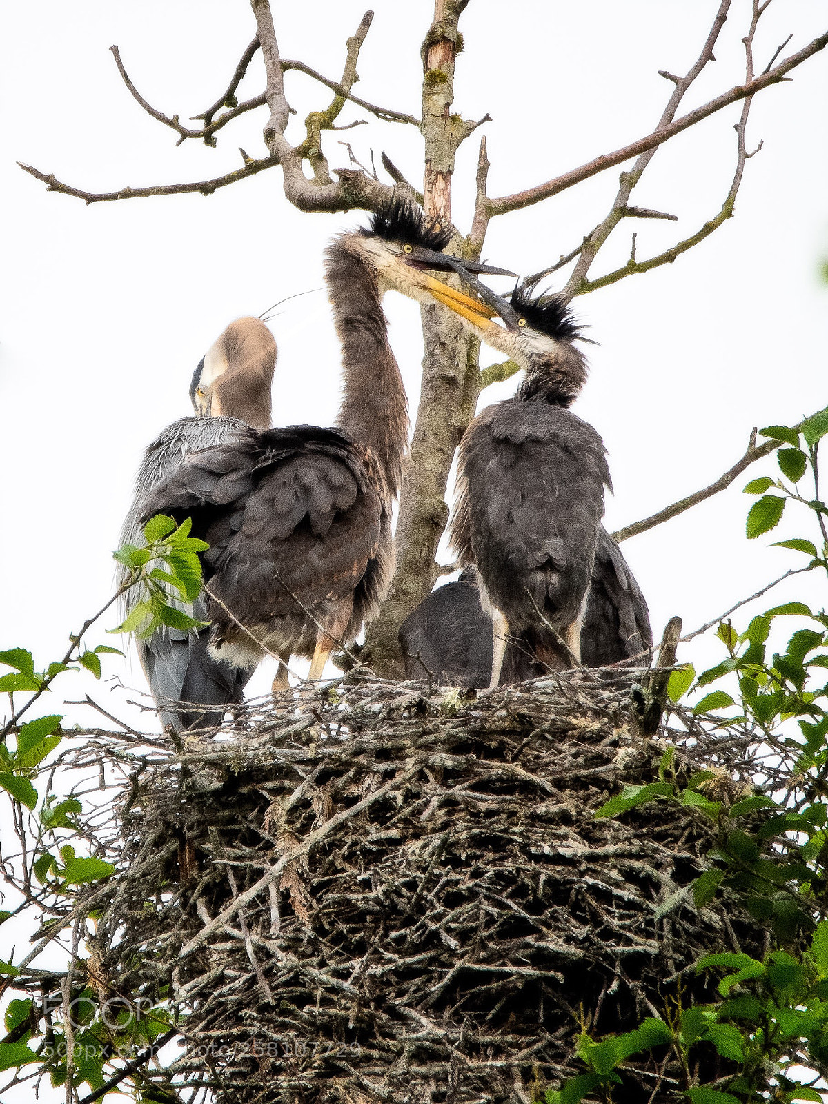 Nikon D500 sample photo. Heron chicks jousting  photography