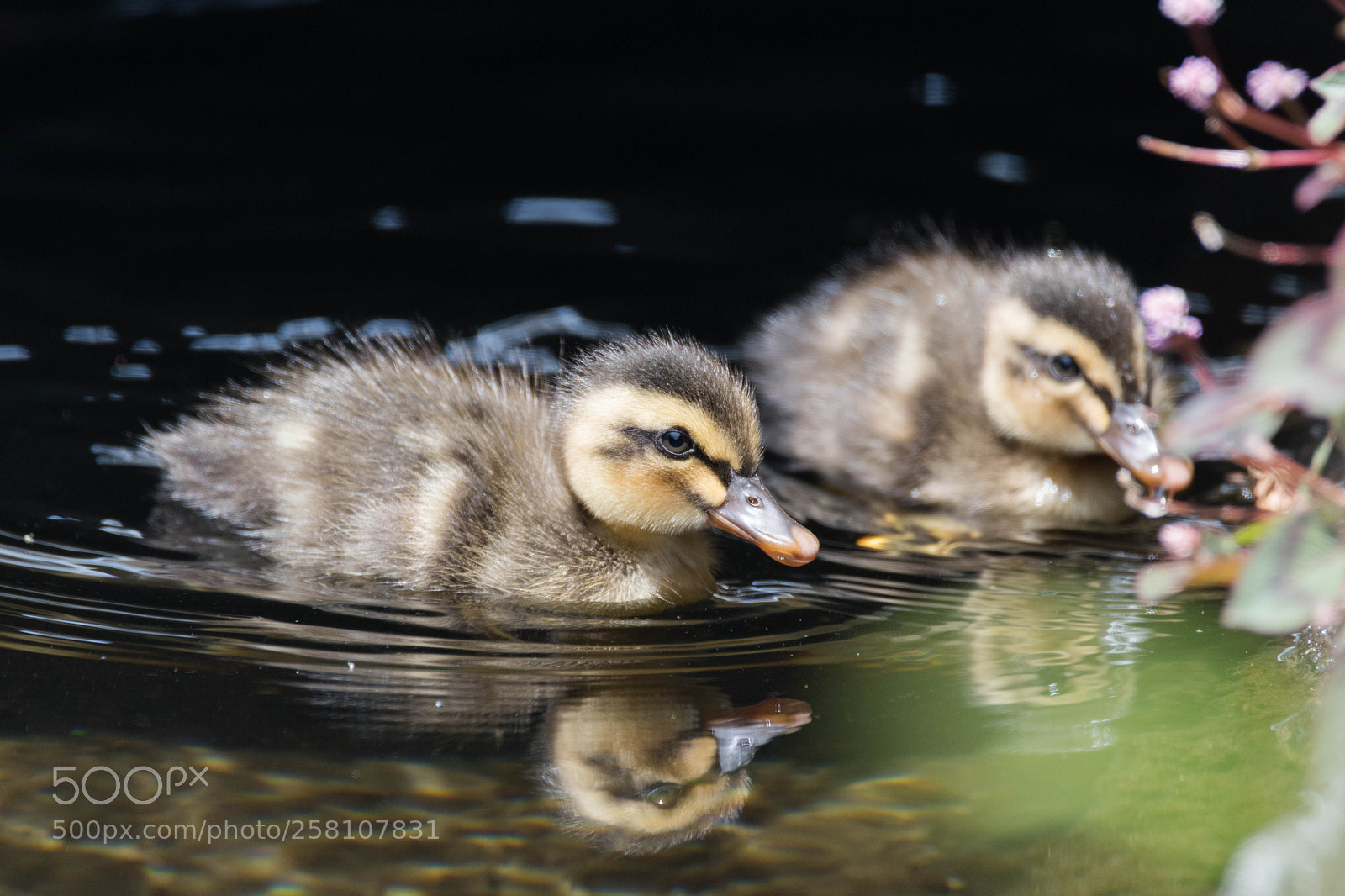 Nikon D500 sample photo. Duck chicks photography