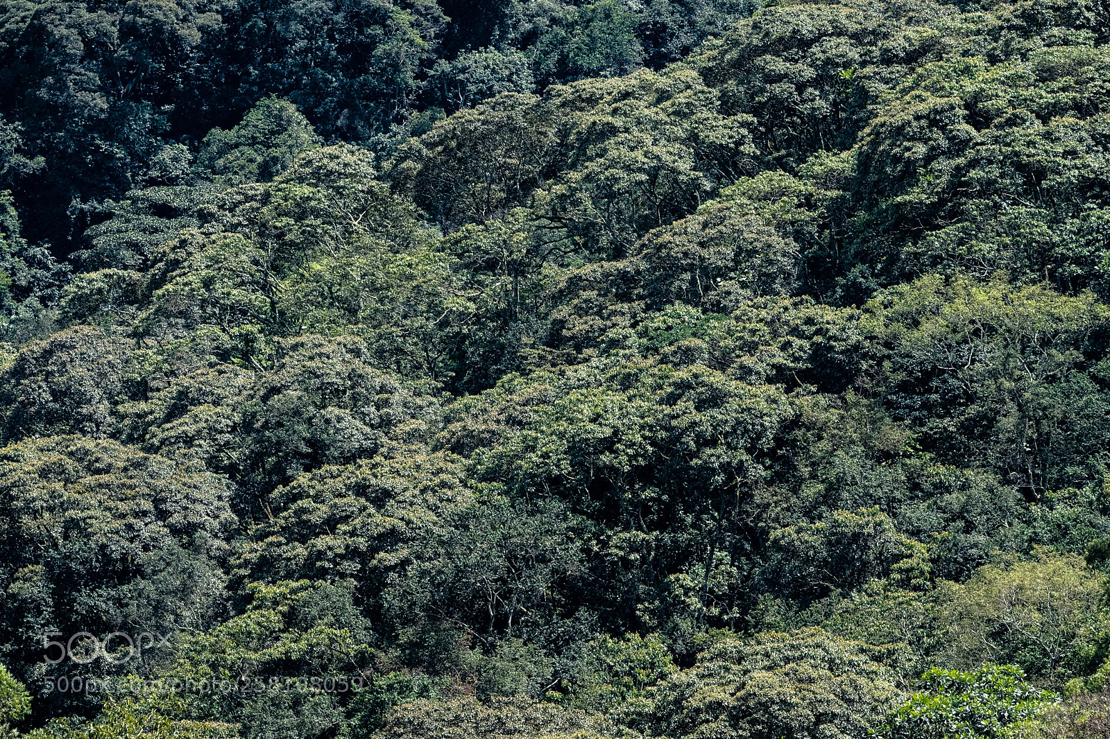 Fujifilm X-T2 sample photo. Even more impenetrable forest photography