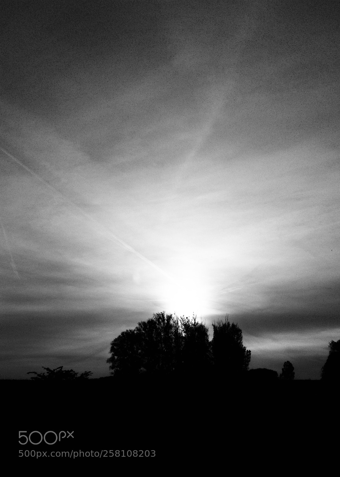 Samsung Galaxy S7 Edge sample photo. B/w wildlife photography