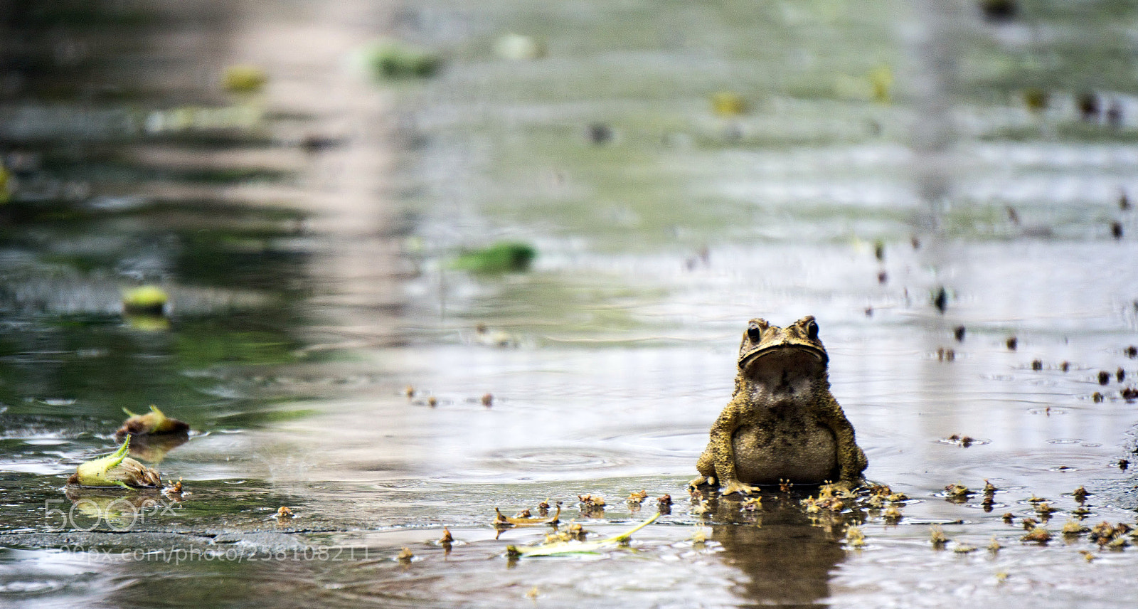 Sony a6000 sample photo. Toad in rain photography