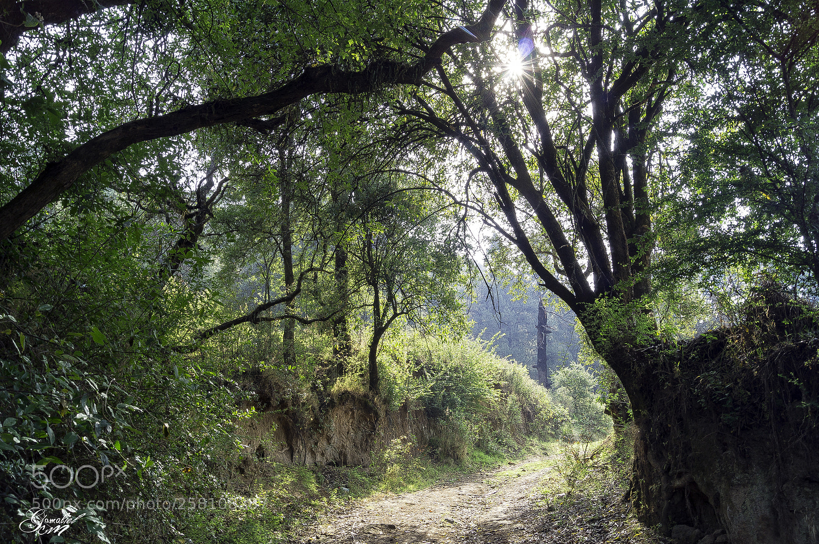 Sony SLT-A37 sample photo. Camino photography