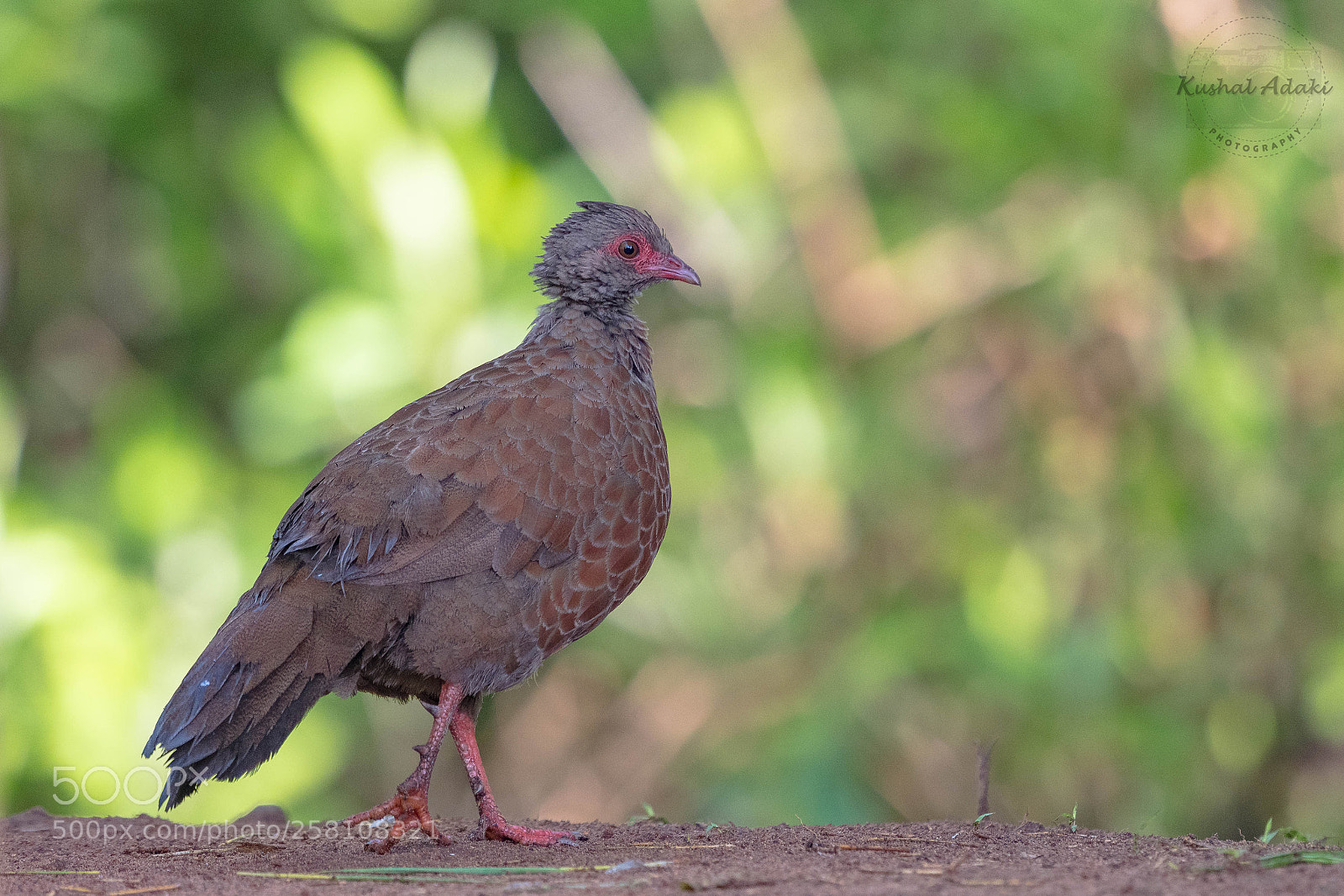 Nikon D500 sample photo. Red spurfowl photography