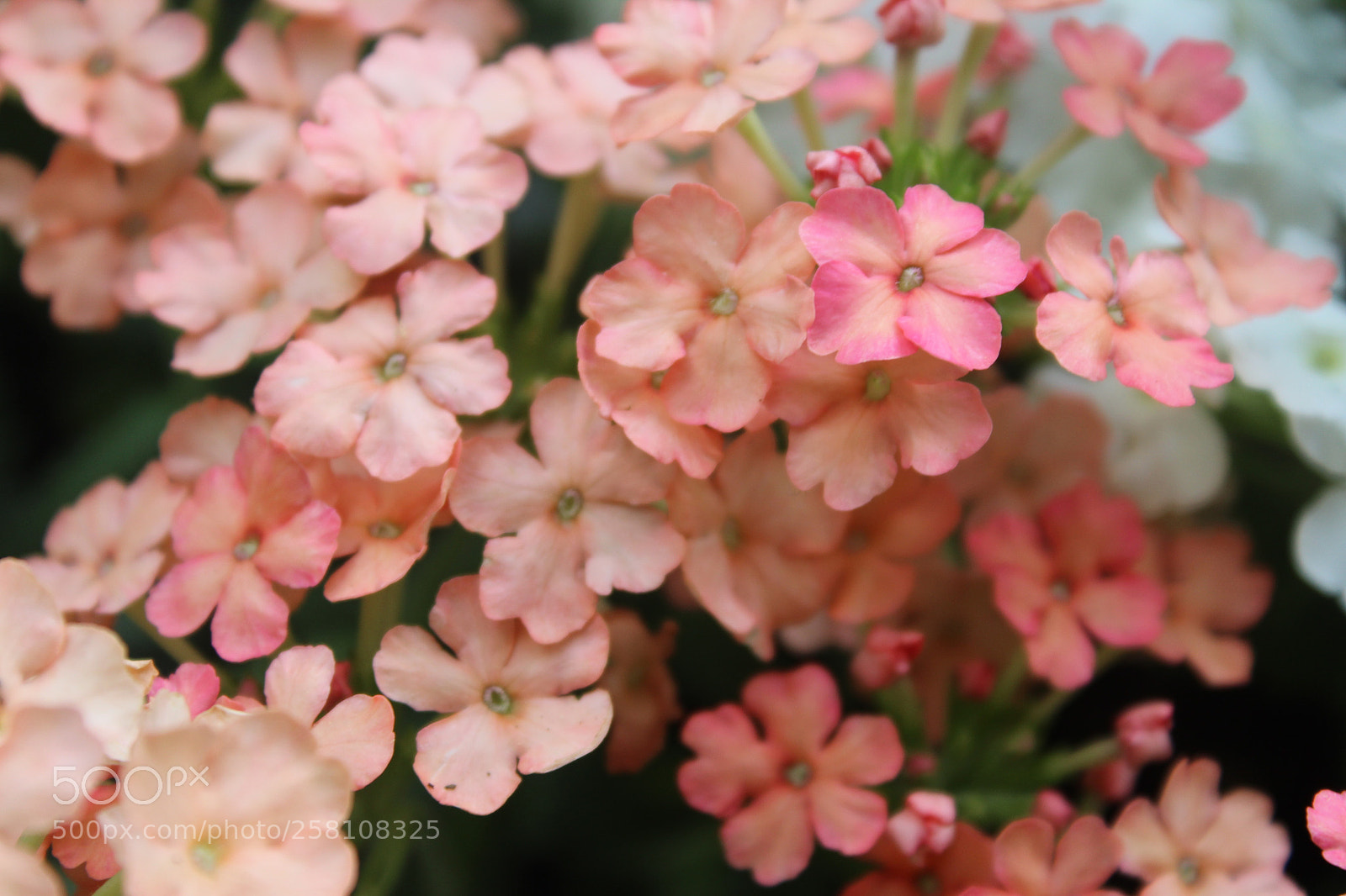 Canon EOS 1300D (EOS Rebel T6 / EOS Kiss X80) sample photo. Macro shot of pink photography