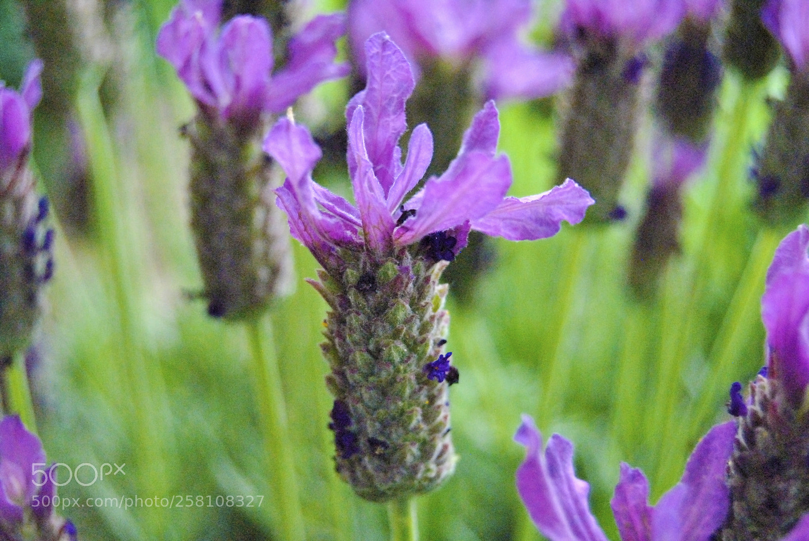 Nikon D3000 sample photo. Macro shot of purple photography