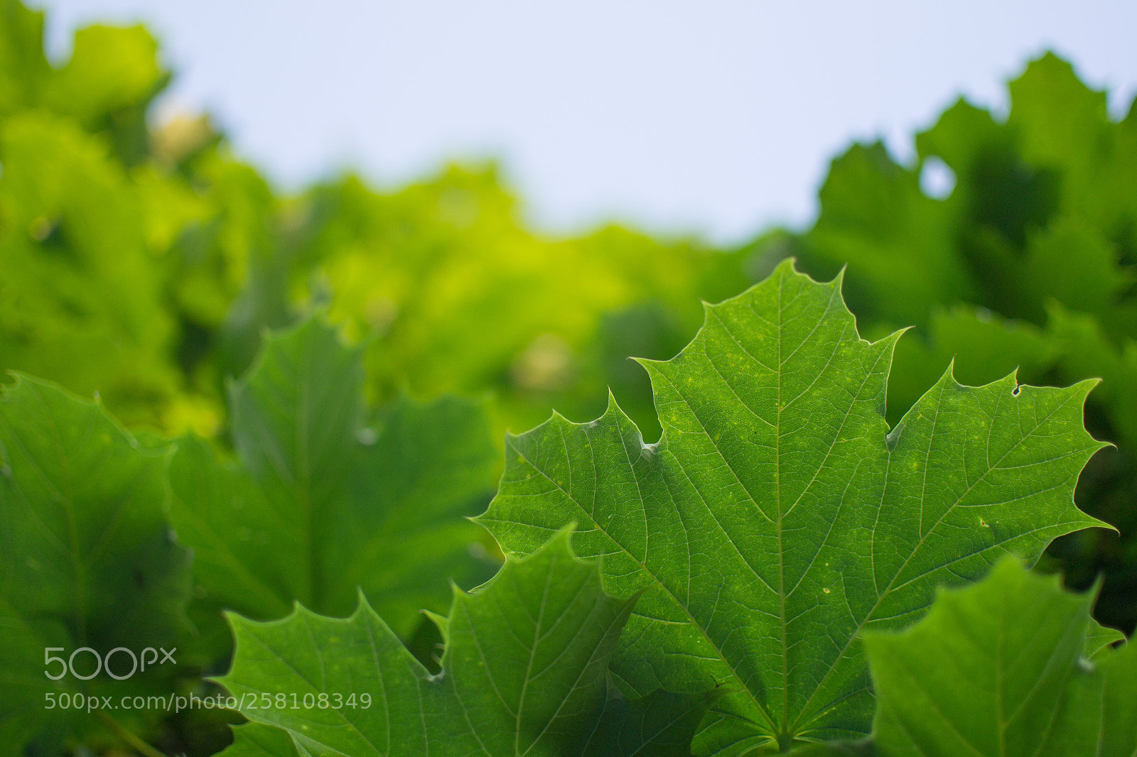 Nikon D3100 sample photo. Macro shot of green photography