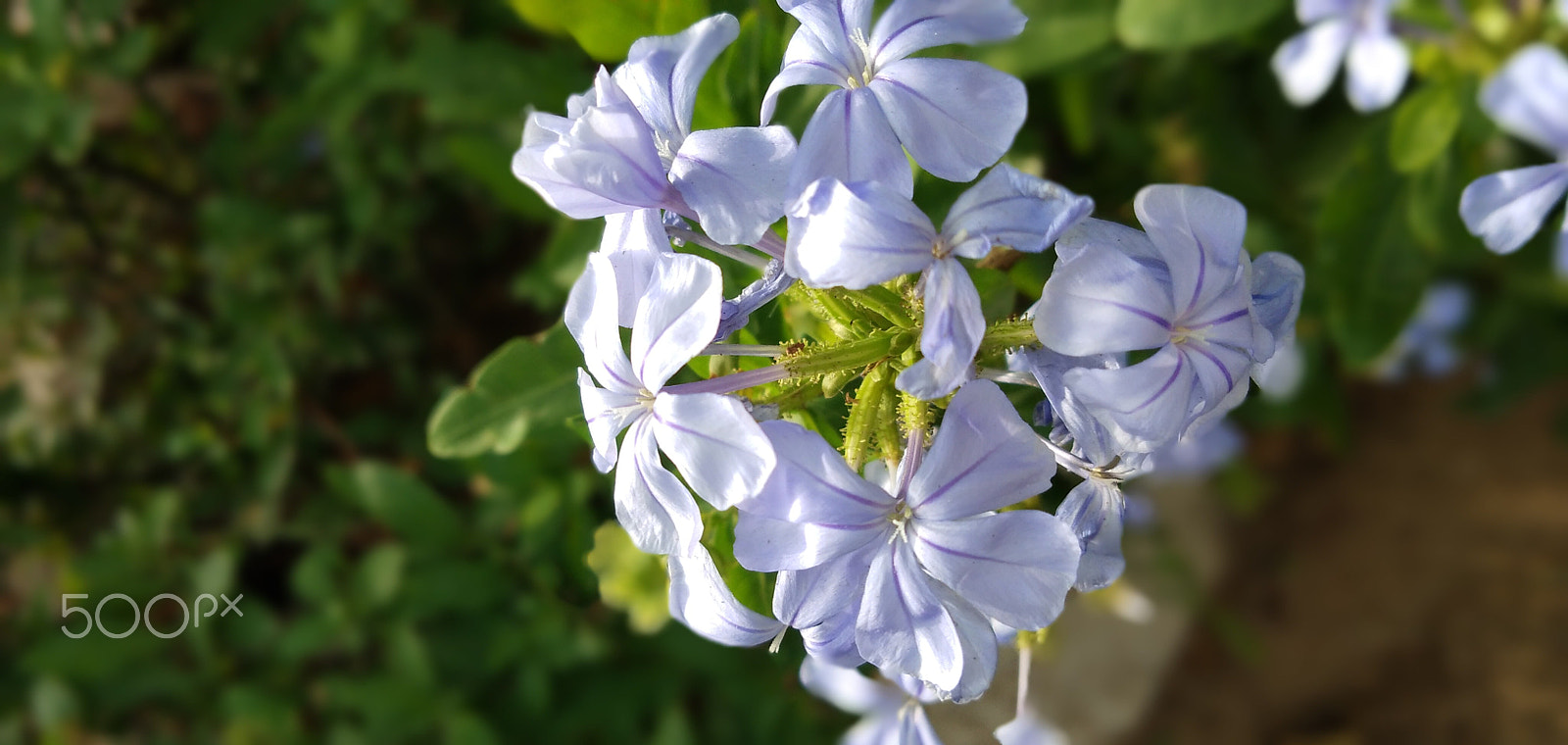 vivo V9 6GB sample photo. Macro shot of white flowers. photography