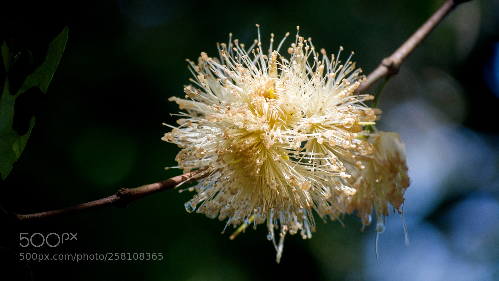 Nikon D5200 sample photo. Java apple flower photography