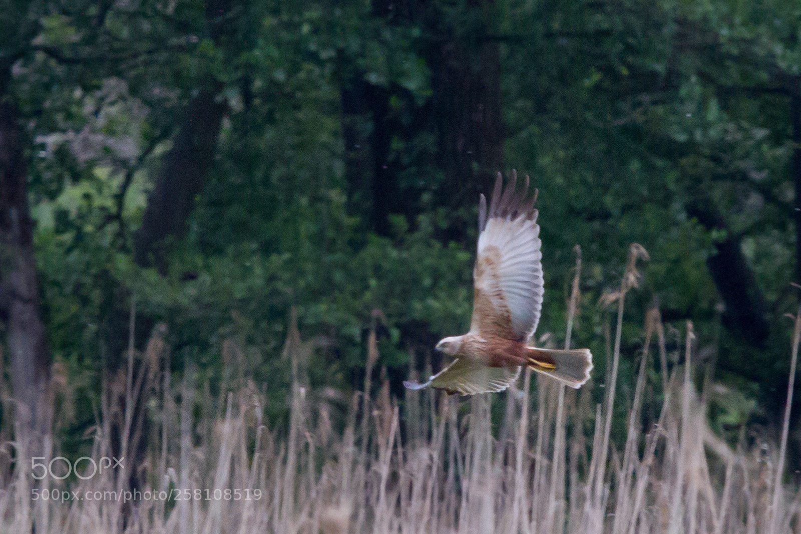Canon EOS 7D sample photo. Falco di palude photography