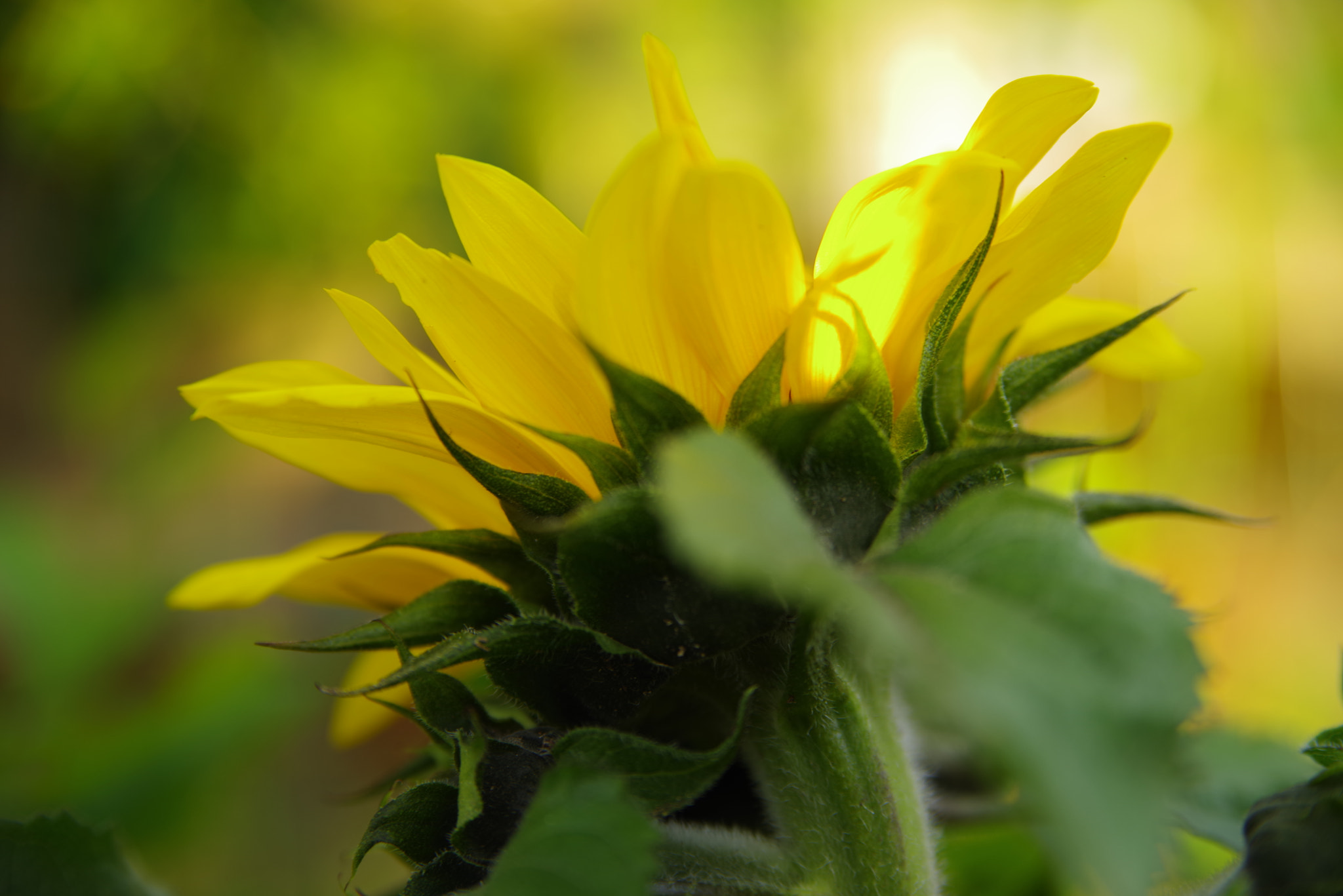 Pentax K-1 sample photo. Sunflower photography