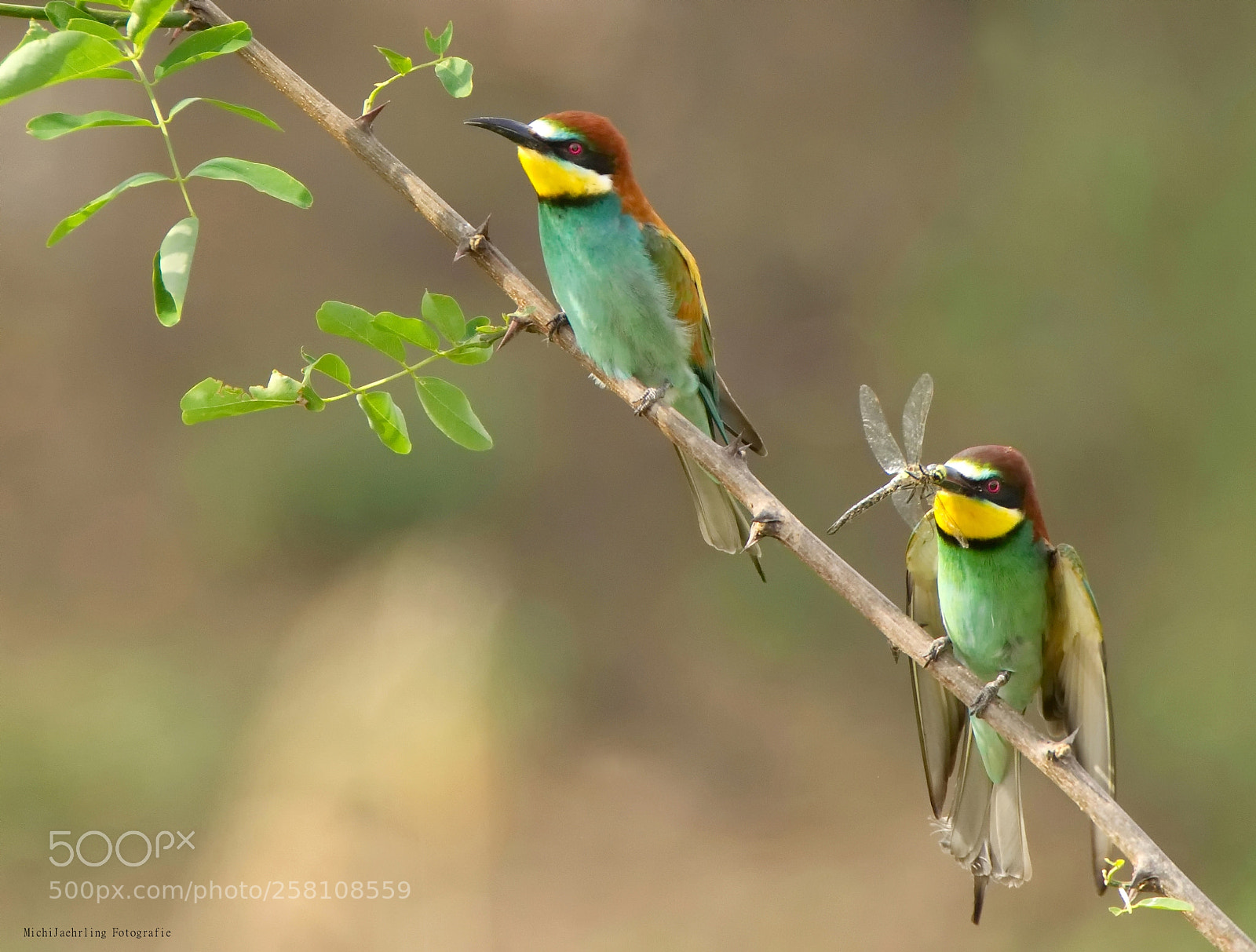 Nikon D7200 sample photo. Bienenfresser (merops apiaster) photography