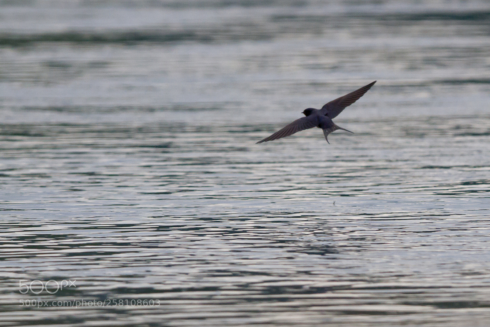 Canon EOS 7D sample photo. Rondinella photography