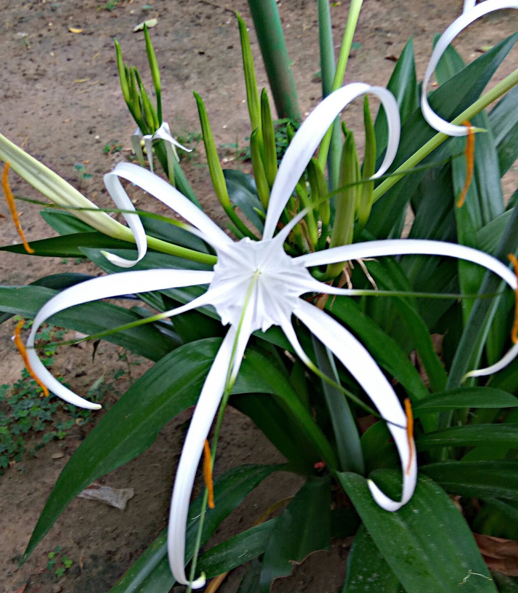 Xiaomi Redmi Note3 sample photo. Spider lily photography
