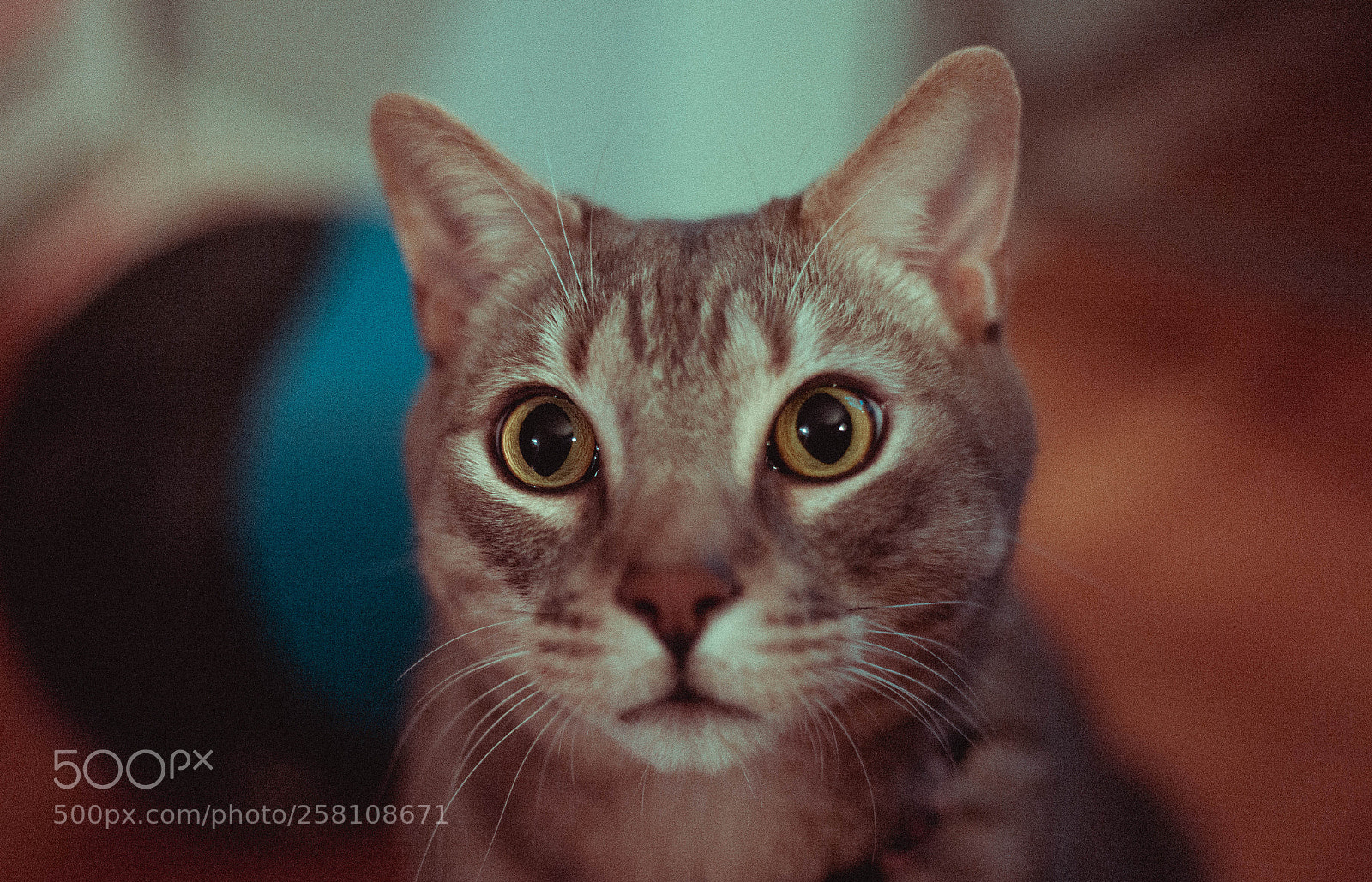 Canon EOS 5D Mark II sample photo. Khaleesi photography
