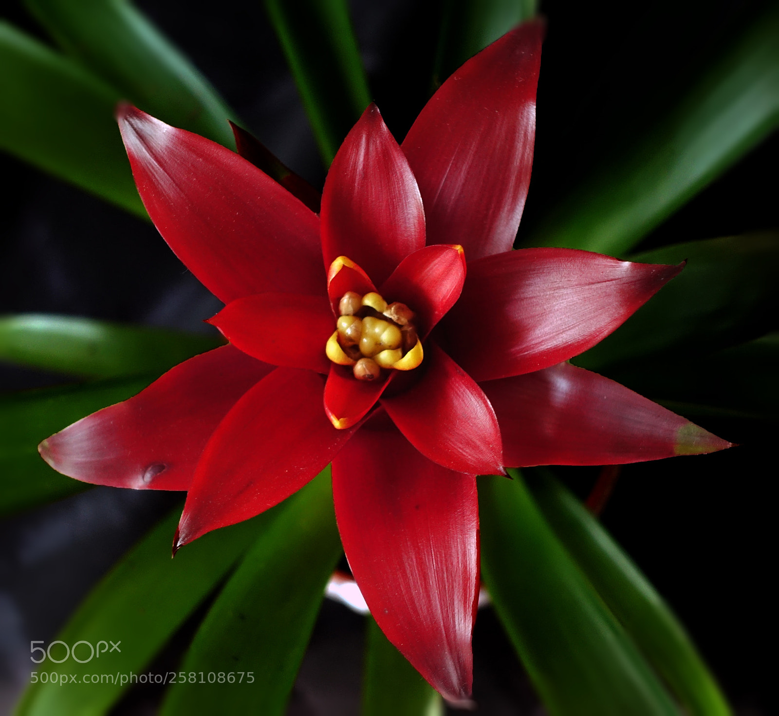 Sony Cyber-shot DSC-RX100 III sample photo. Blooming bromelia photography