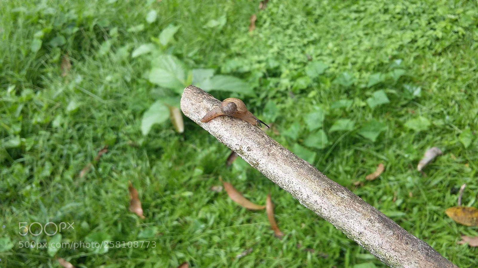 Samsung Galaxy Grand Prime sample photo. Awe.jpg photography
