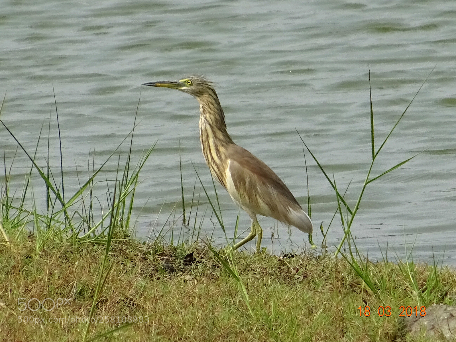 Sony DSC-HX60V sample photo. Bird photography