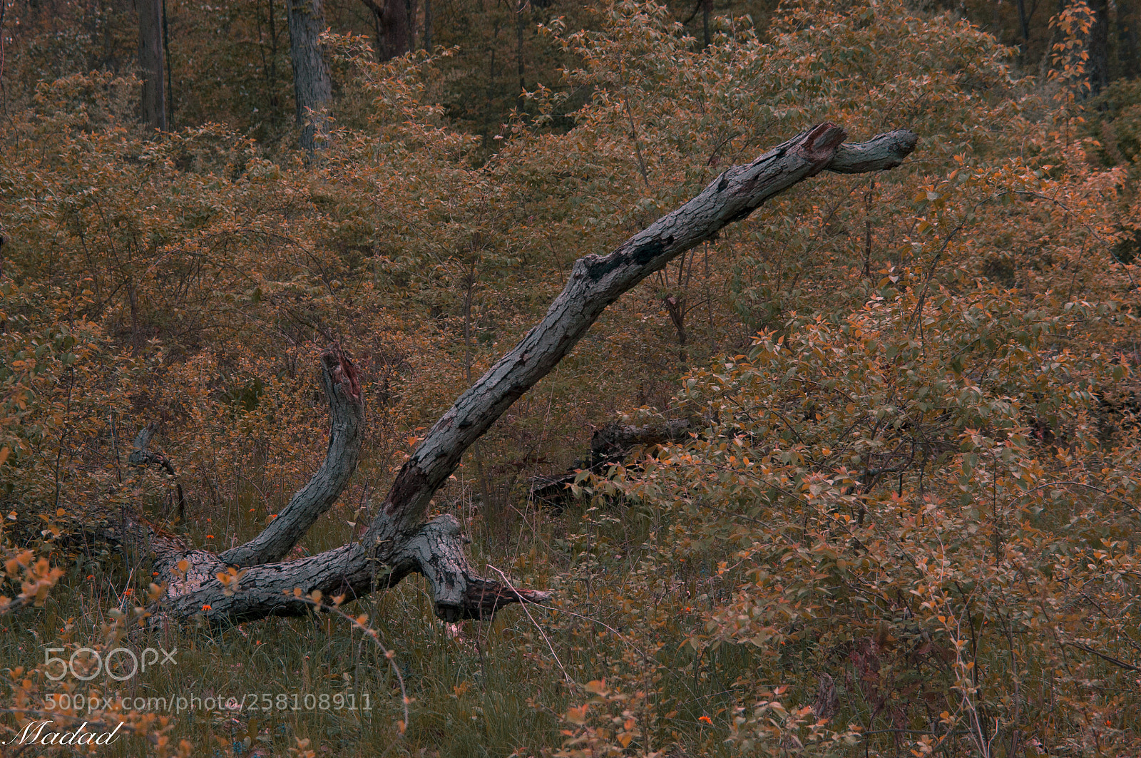 Nikon D90 sample photo. Untitled photography