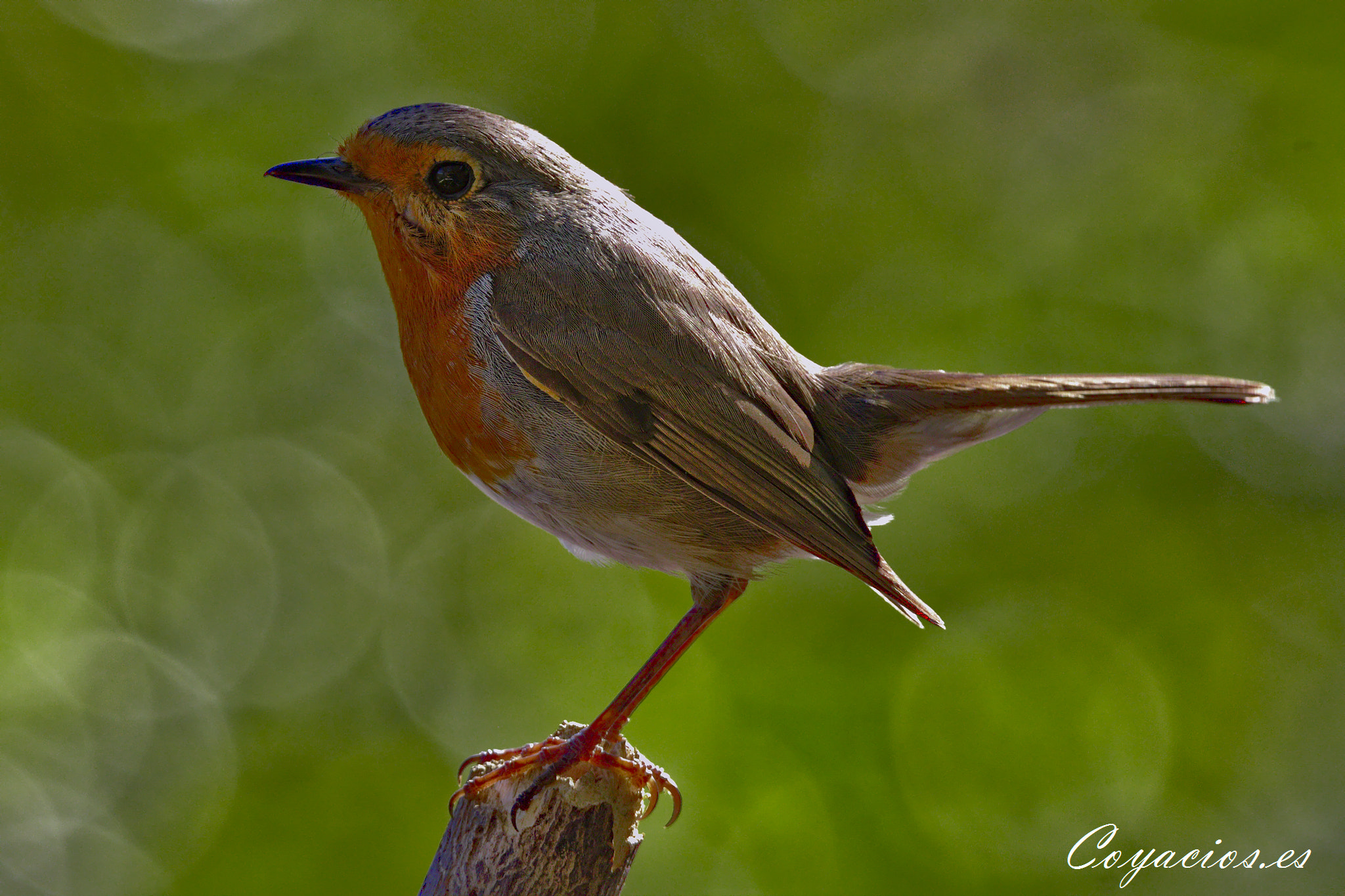 Canon EOS 7D Mark II sample photo. Petirrojo (erithacus rebecula) photography