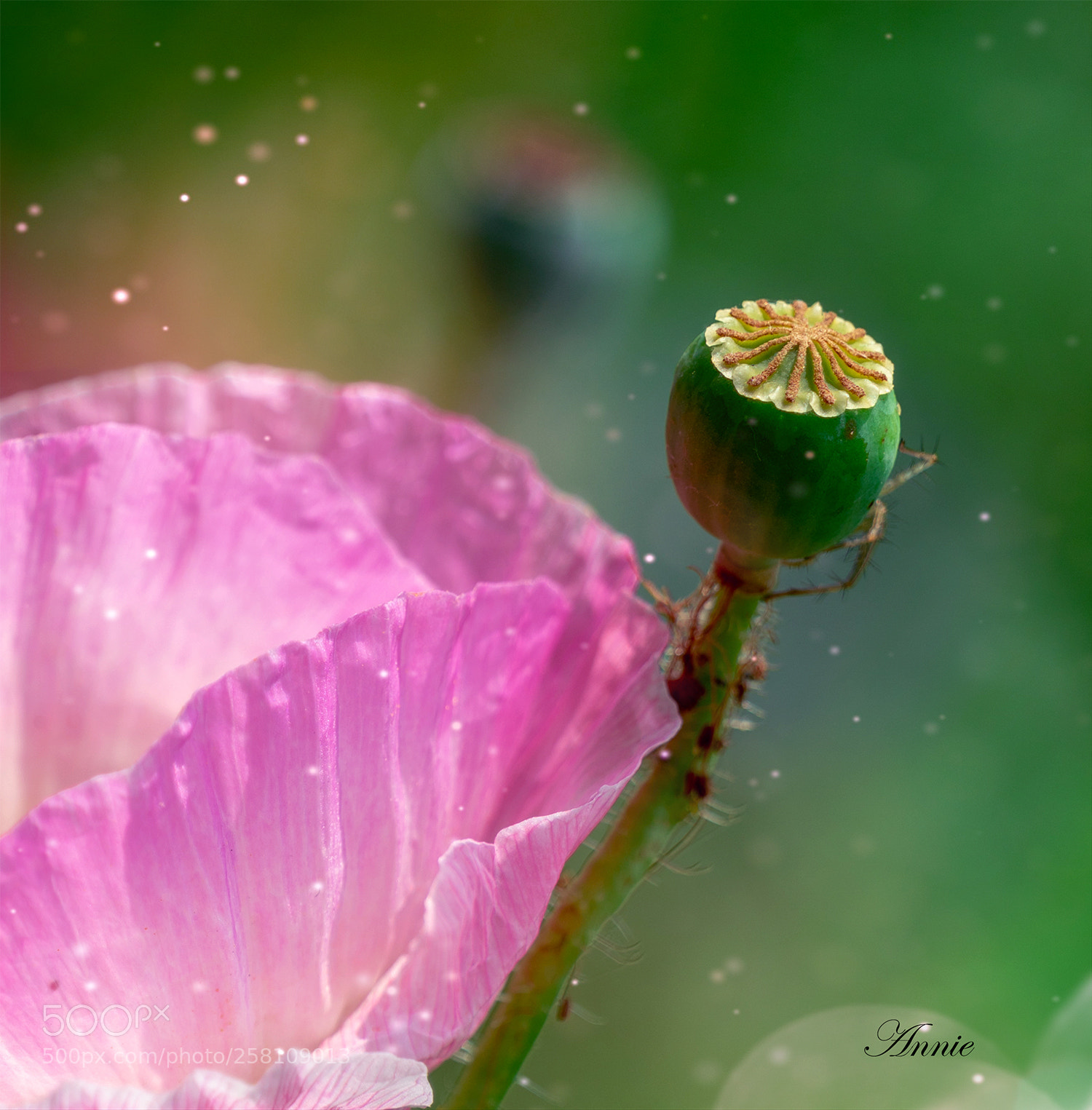 Sony a7R II sample photo. Poppy photography