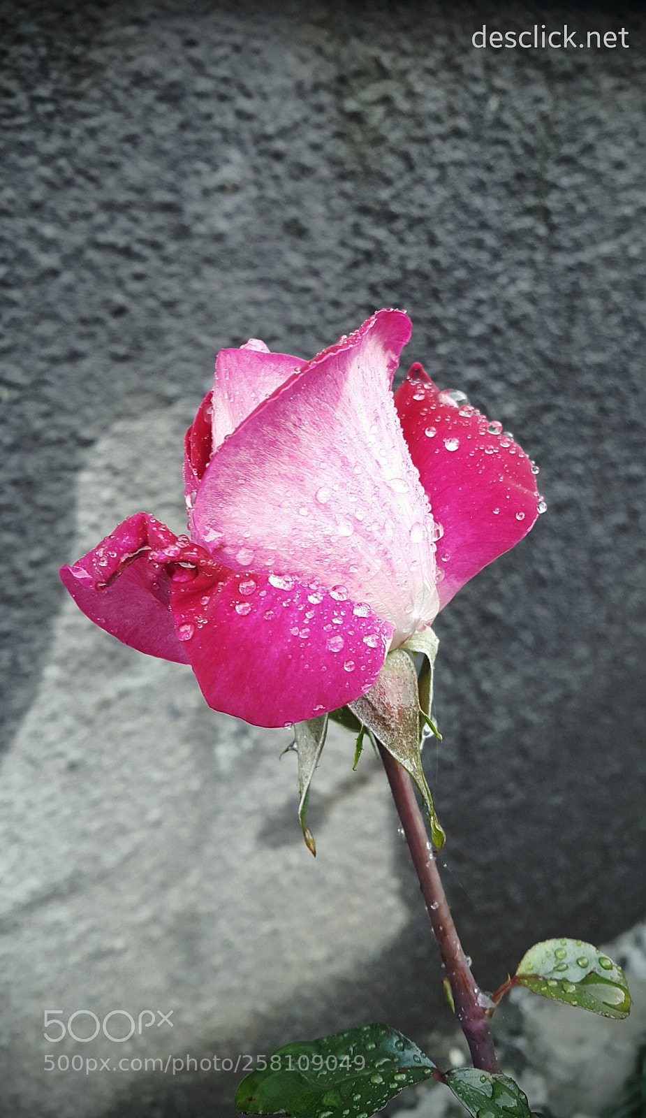 Samsung Galaxy Note4 sample photo. Against a grey walled photography