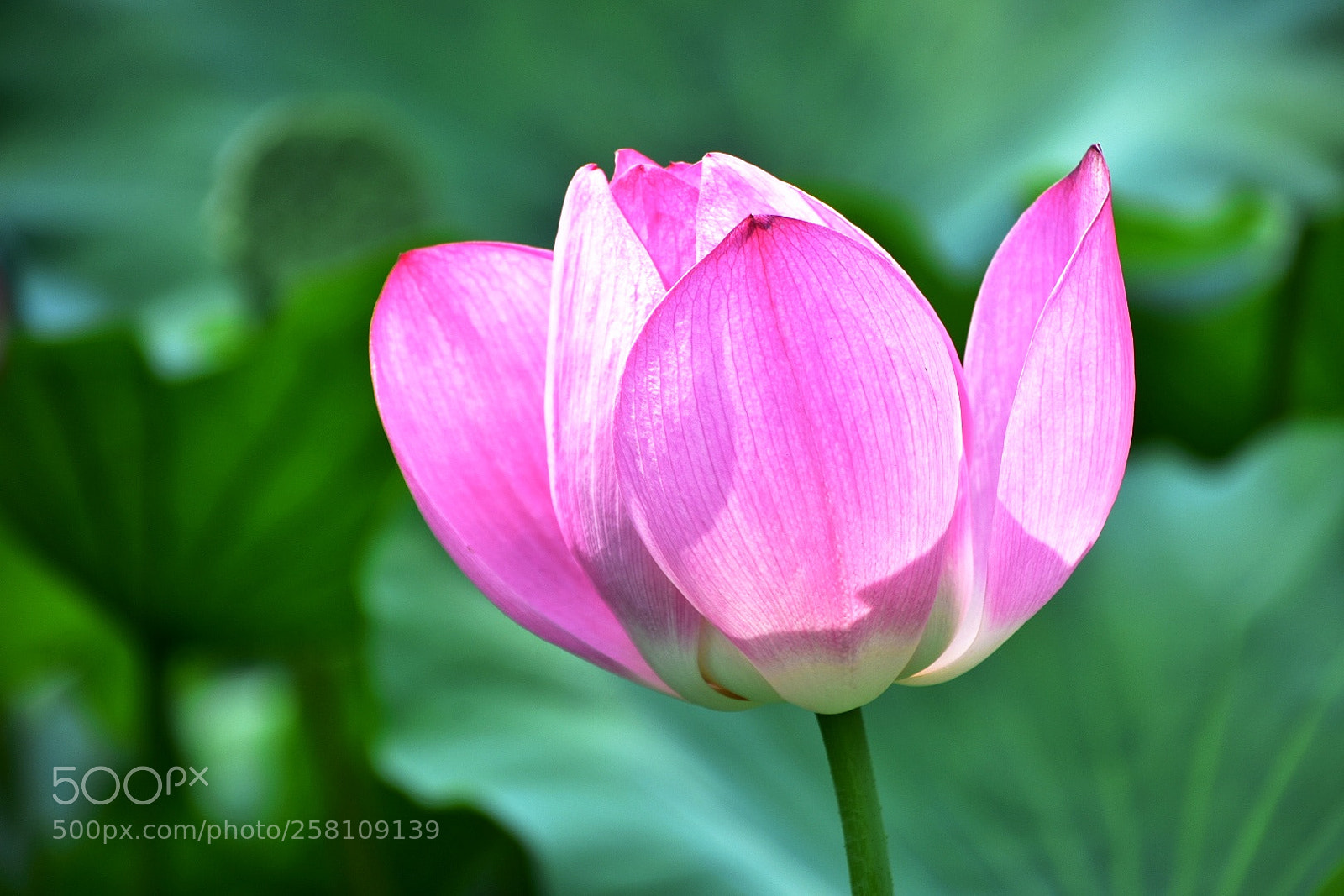 Nikon D7200 sample photo. Water lily photography