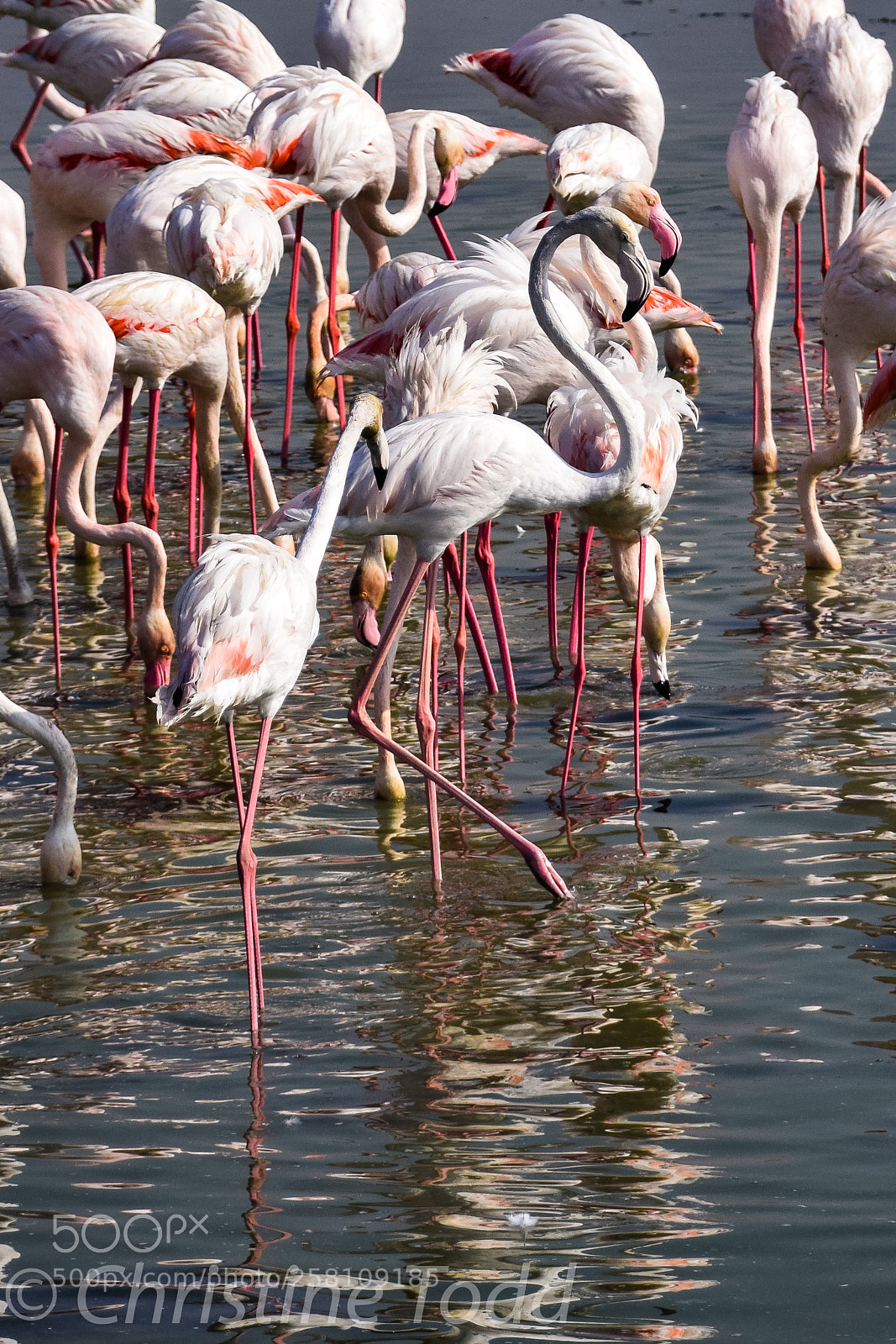 Nikon D5300 sample photo. Flamingos of dubai photography