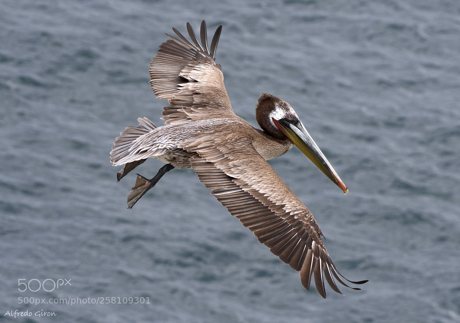 Nikon D500 sample photo. Pelican flight photography
