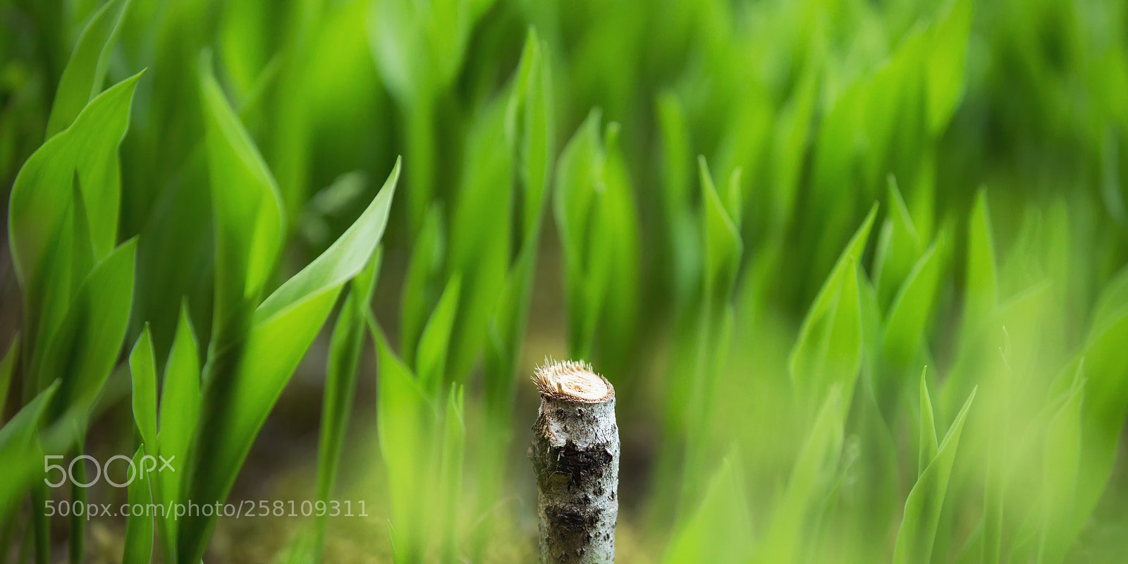 Canon EOS 6D sample photo. Ground level | maan pinnalle photography