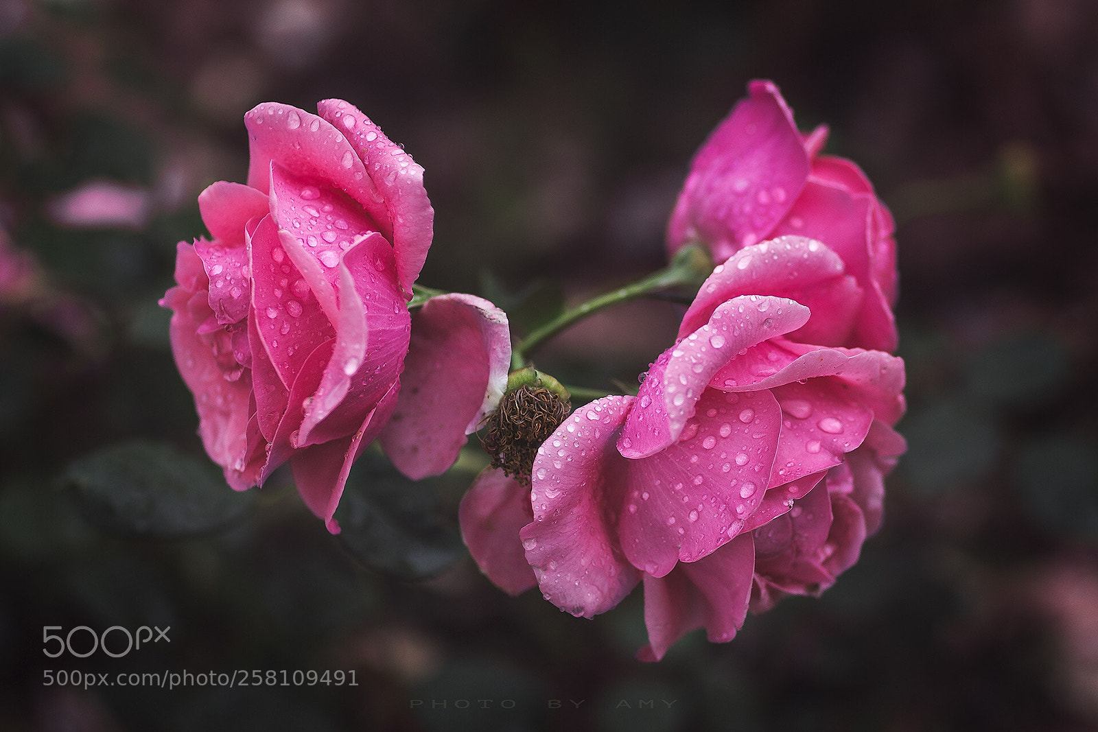 Canon EOS 6D sample photo. Rose photography