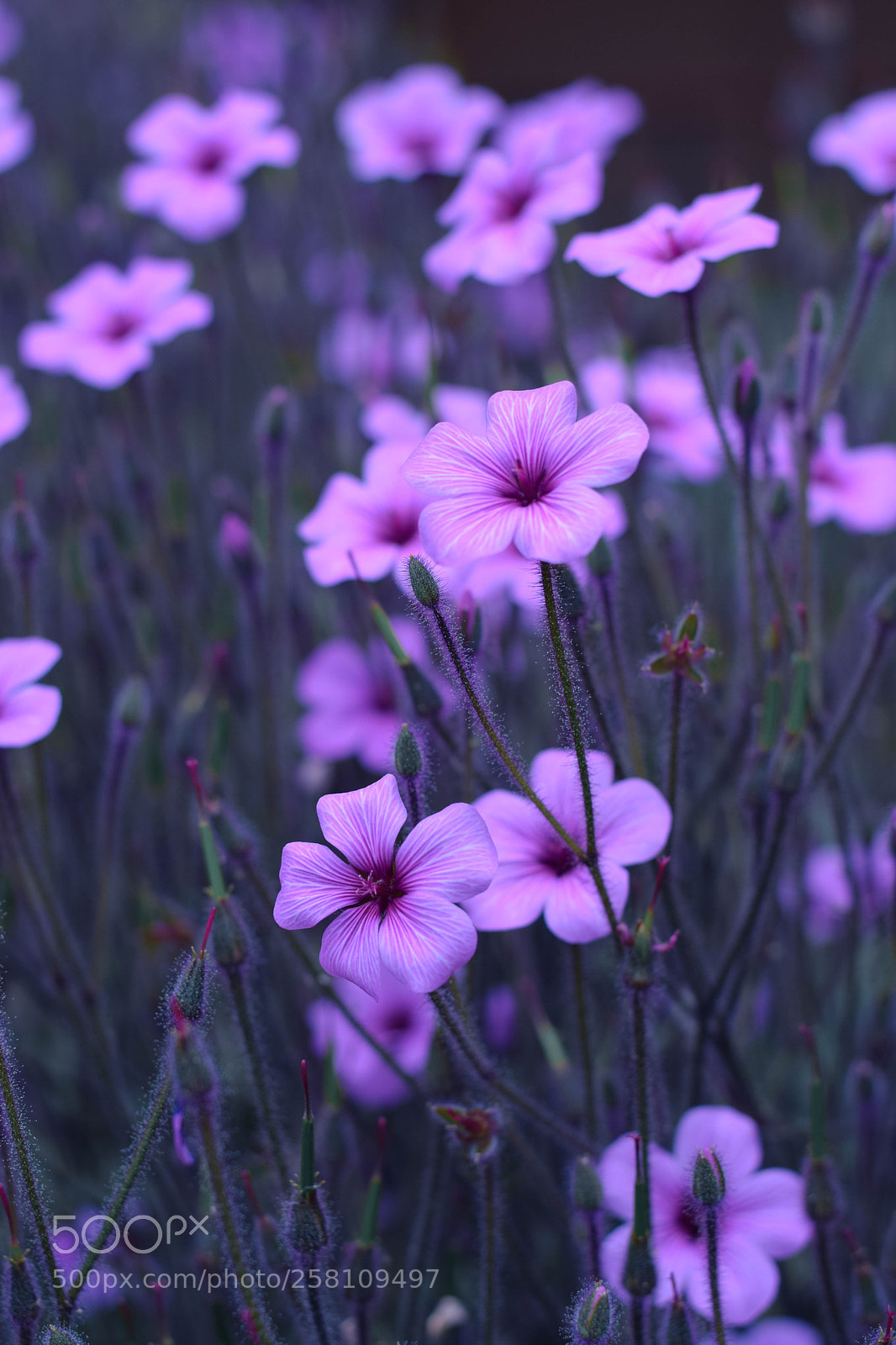 Nikon D5300 sample photo. Purple lovelies photography