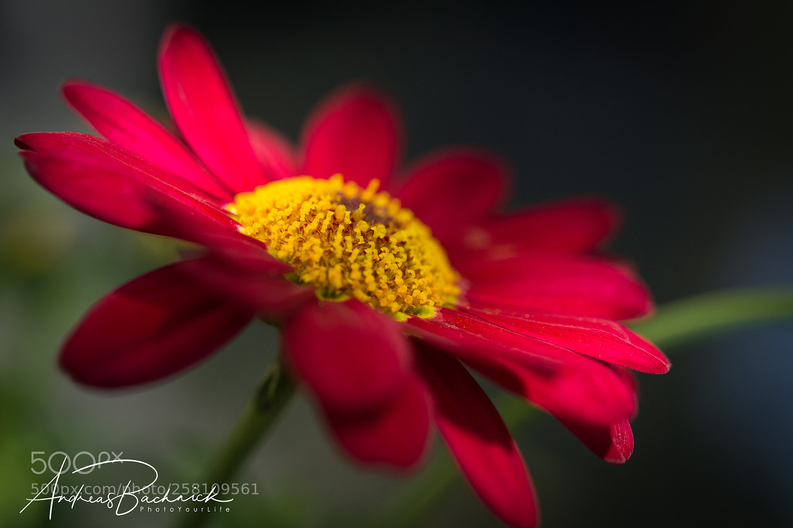 Nikon D5200 sample photo. Red in shadow and photography