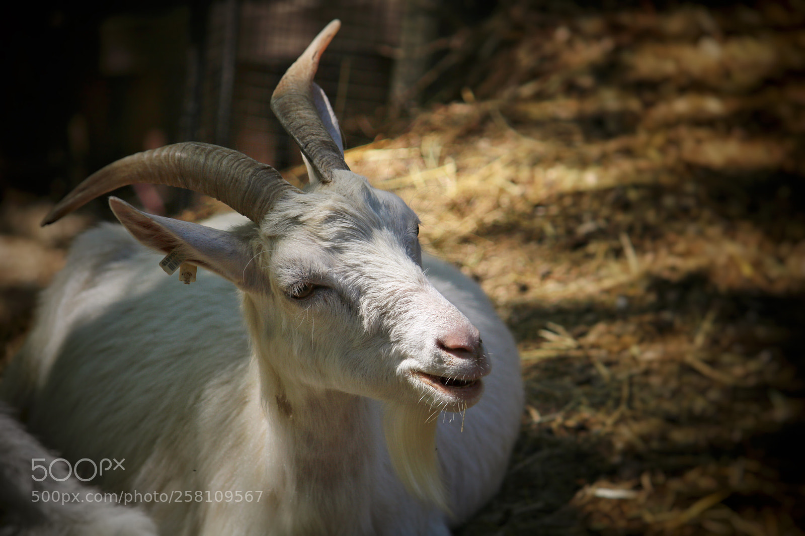 Canon EOS 760D (EOS Rebel T6s / EOS 8000D) sample photo. Goat photography