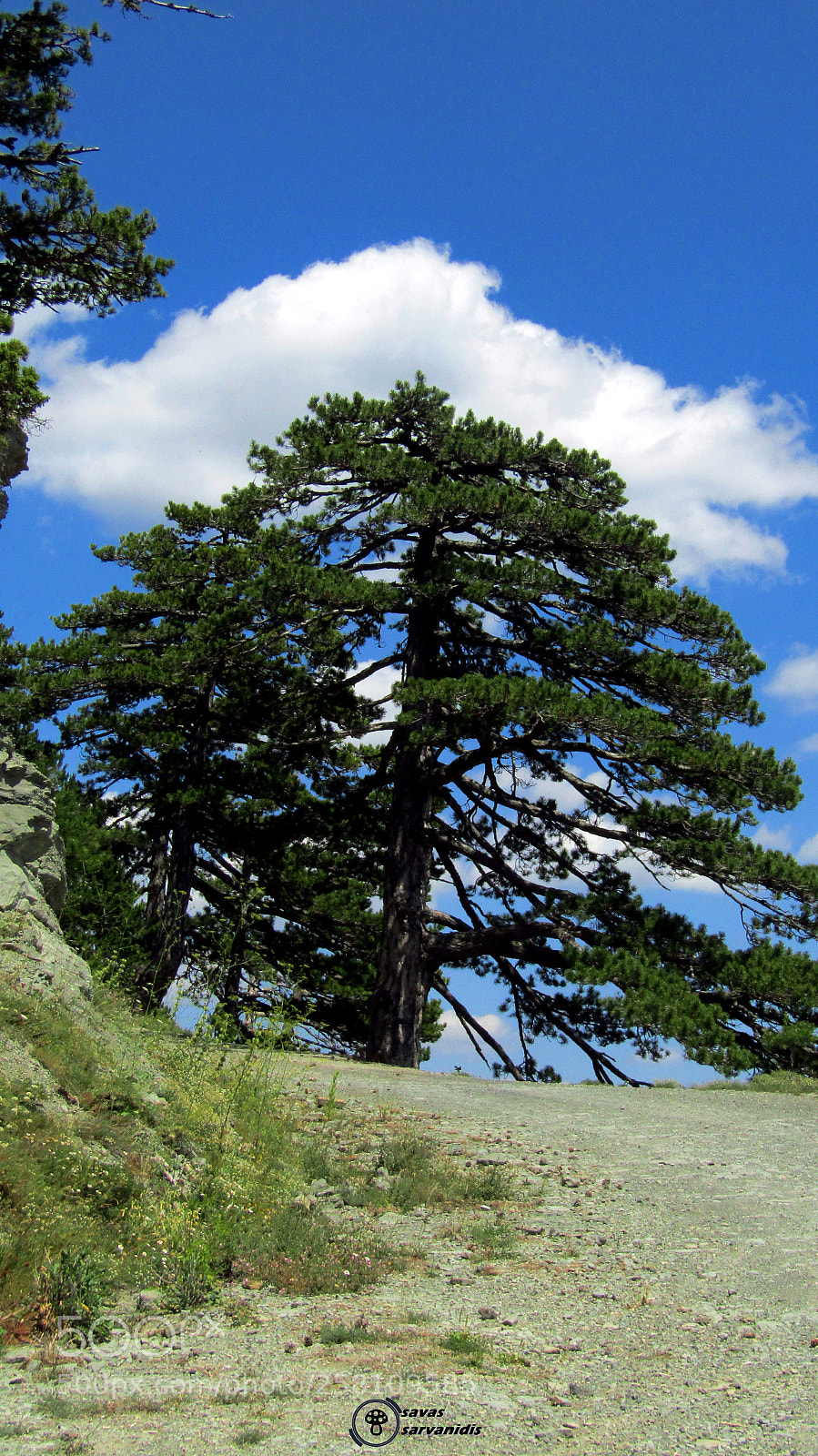 Canon PowerShot SX410 IS sample photo. Pinus nigra mt. grammos photography