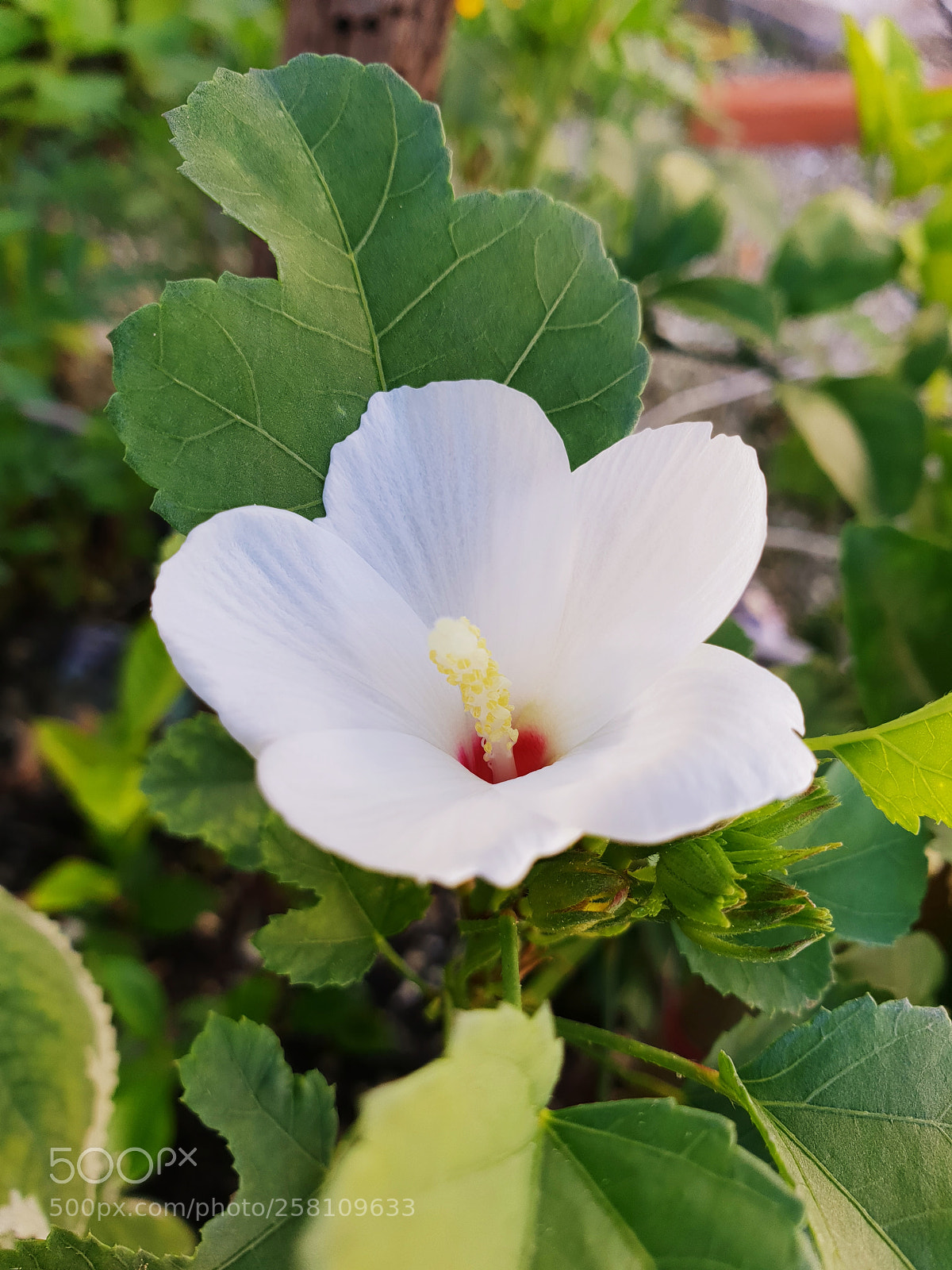 Samsung Galaxy S9+ sample photo. Untitled photography
