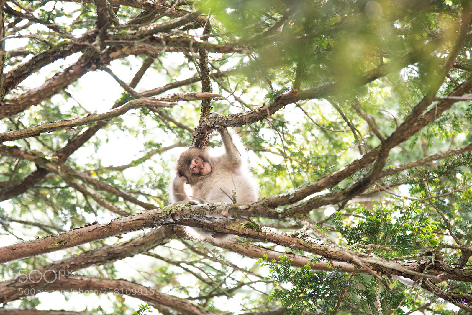 Nikon D810 sample photo. Macaca fuscata photography
