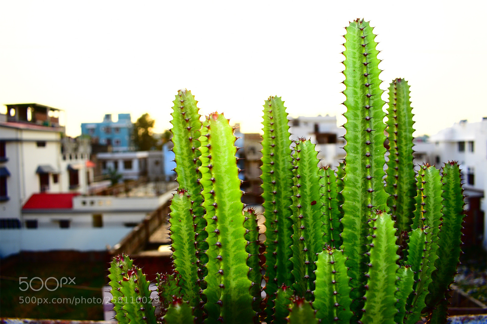 Nikon D3400 sample photo. Cactus photography