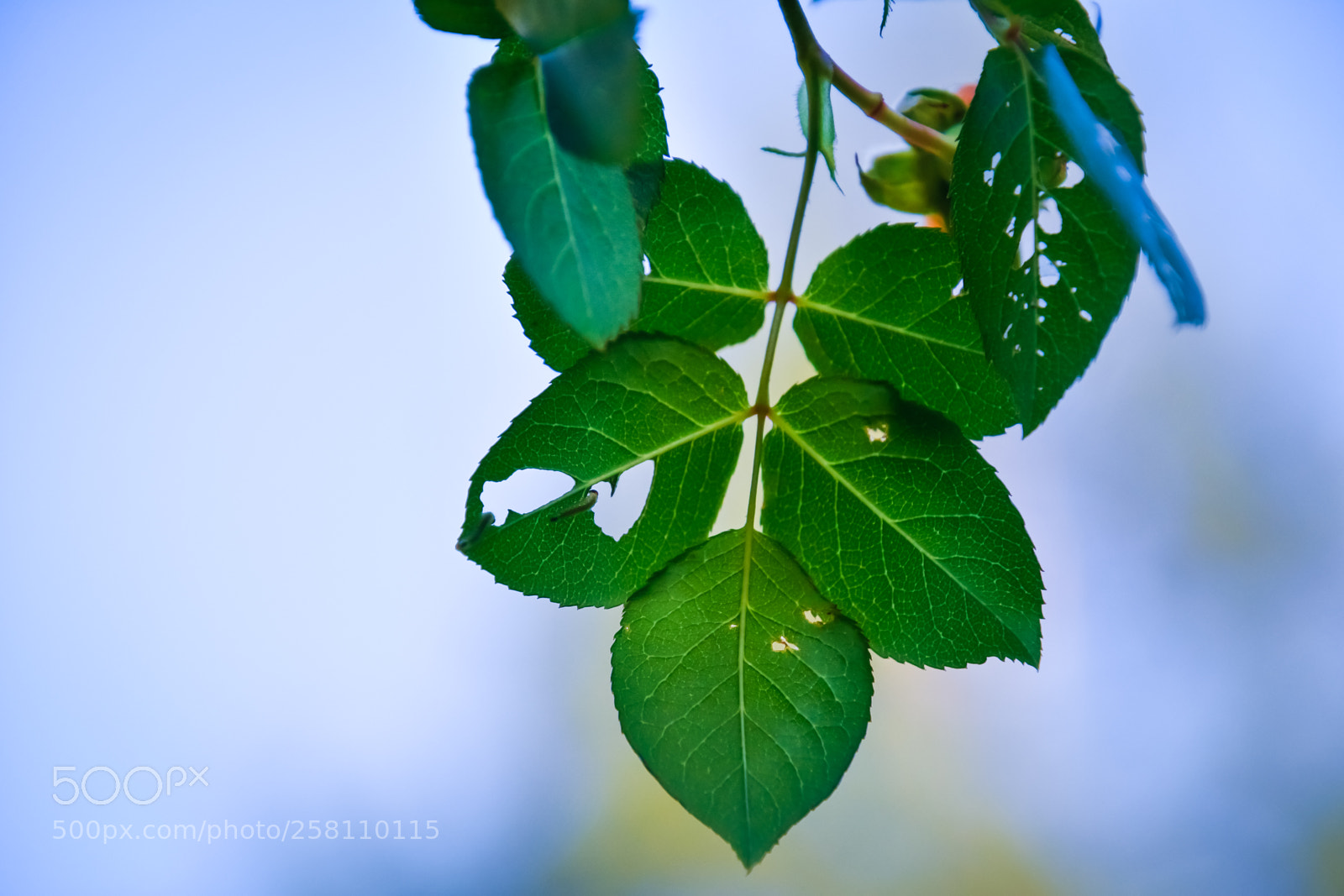 Nikon D7500 sample photo. Mav photography #mavphotography #mavphotographyofficial photography