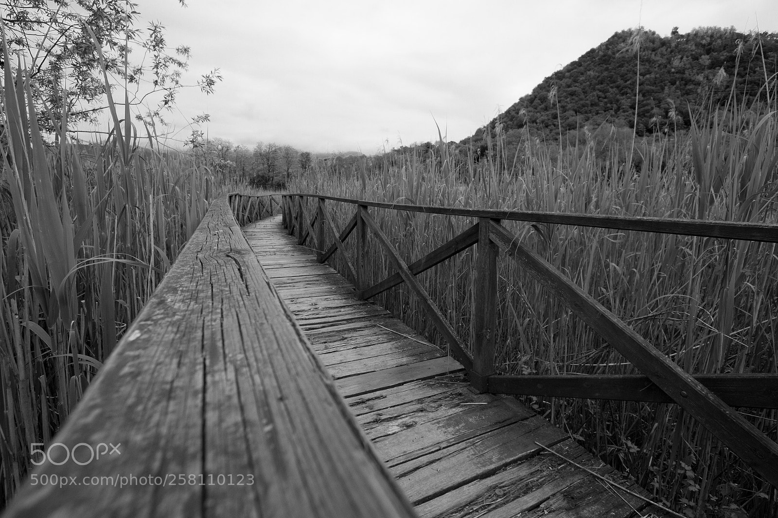 Canon EOS 7D sample photo. Oasi alberone photography