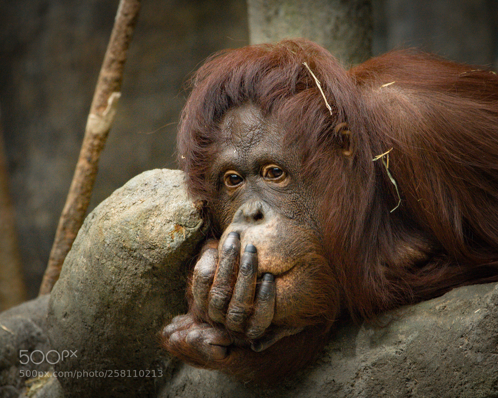 Canon EOS 40D sample photo. " the thinker " photography