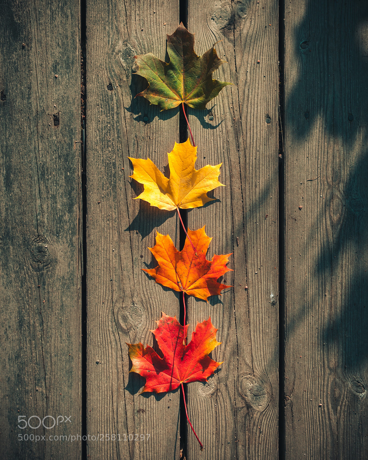 Nikon D90 sample photo. Autumn photography