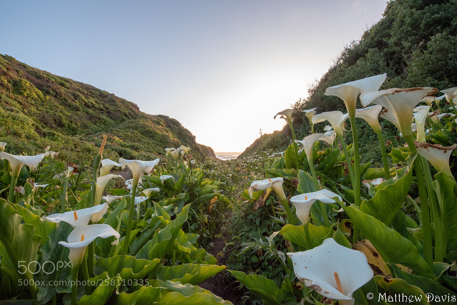 Nikon D750 sample photo. Valley of lilies photography